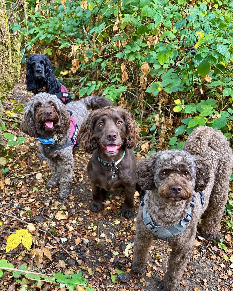 Dog walker out with a group of dogs in a park