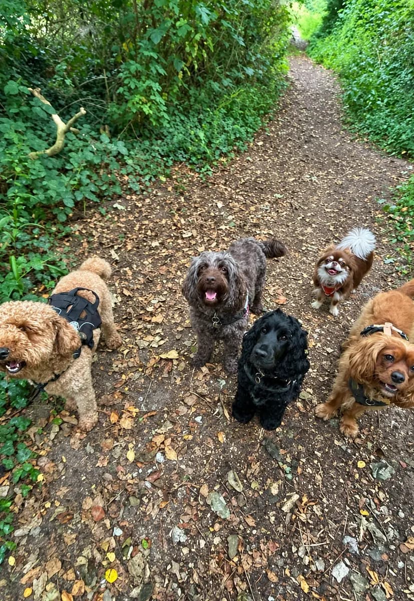 Dogs being walked through the countryside