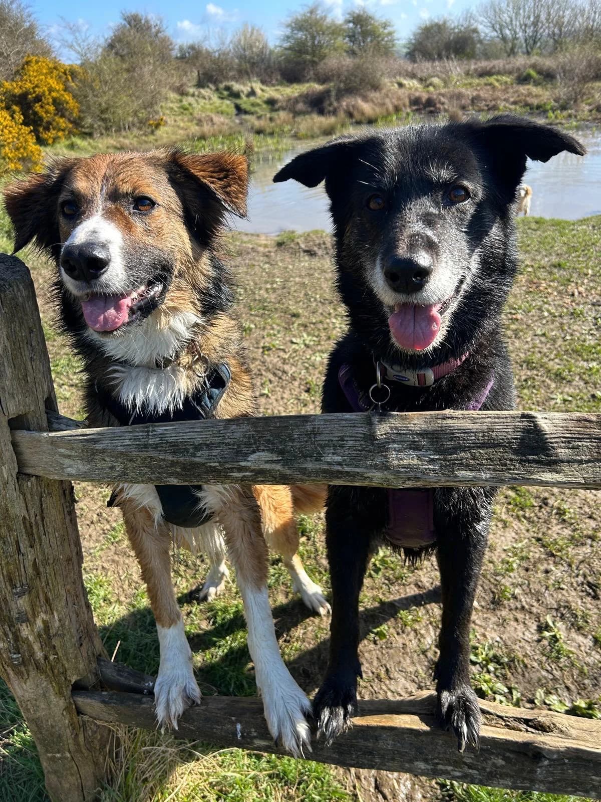 Simba and Lola